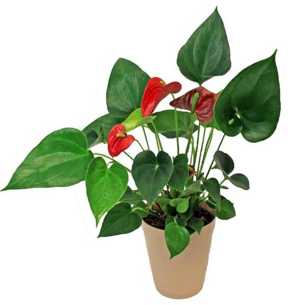 Anthurium 5 Inch