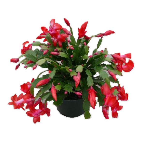 Hanging Zygo Cactus 8 Inch