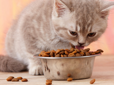 Browse Aisles - Pet Store  GIANT