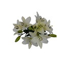 D.I.Y. White LA Hybrid Lilies