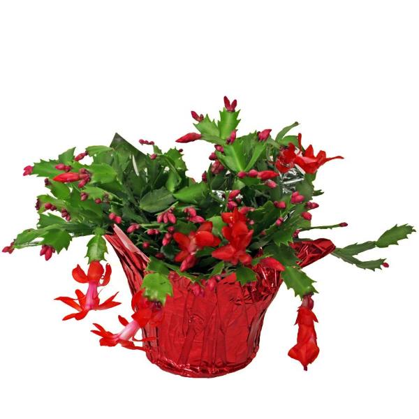 Zygo Cactus 6 Inch