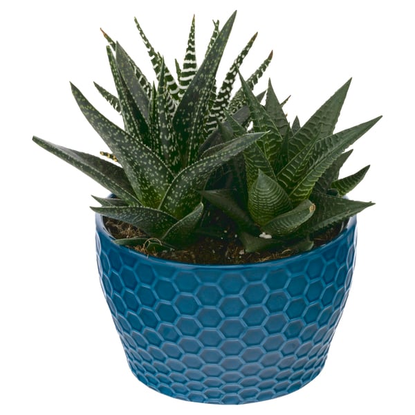 Wild Interiors Succulent Garden 6 Inch