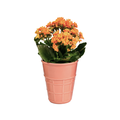 Kalanchoe in Ceramic Ice Cream Cone 2.5 Inch