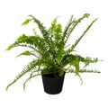 Premium Assorted 6 Inch Foliage