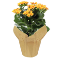 Yellow Calandiva/Kalanchoe 6 Inch