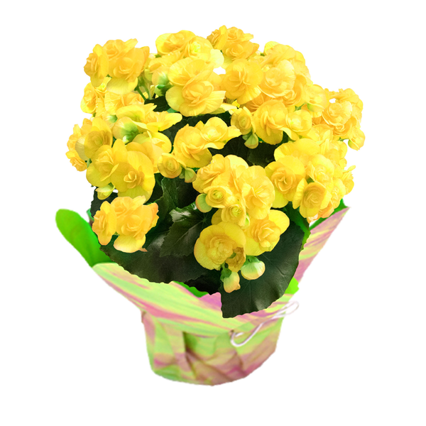 Assorted Begonia 6 Inch