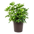 Arboricola 10 Inch in Decorative Pot