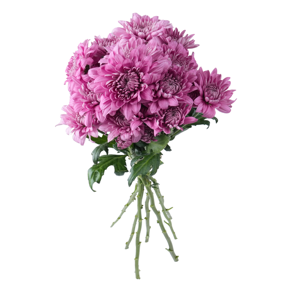 Stop & Shop D.I.Y. Spray Mums Pink