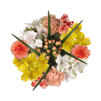 Giant Color Collection Shine Alstroemeria Carnations