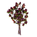 Our Brand Hypericum Red