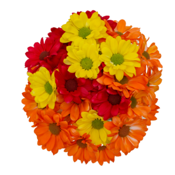 Tinted Daisies (Fall)