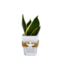 2.5 Inch Assorted Foliage