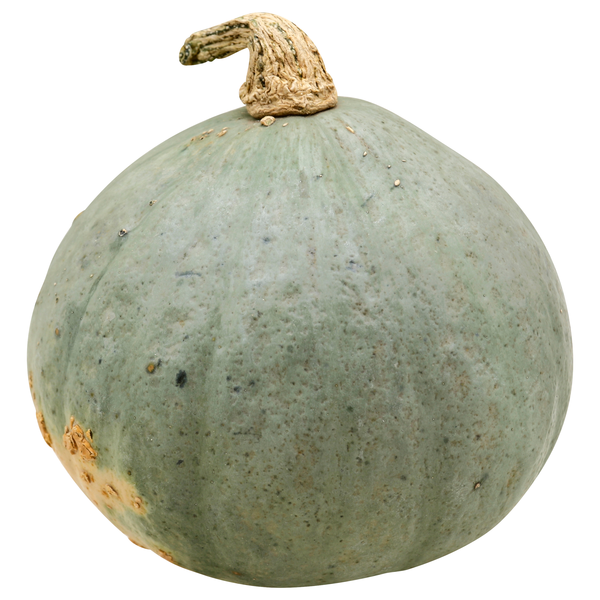 Hubbard Squash