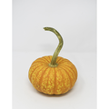Bay Baby Sparkler Pumpkin