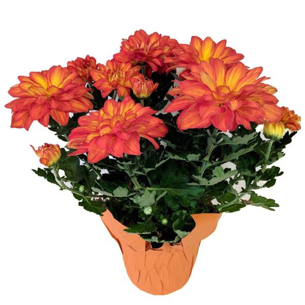 Pelee Mums 6 Inch Pot (Colors May Vary)