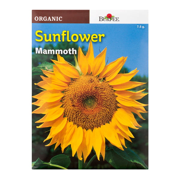Burpee Organic Annual Mammoth Sunflower Seeds