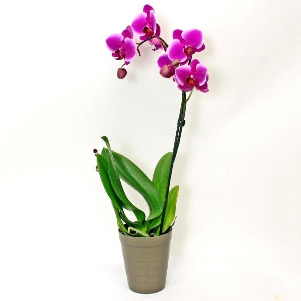 Orchid 5 Inch