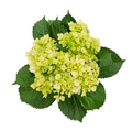 D.I.Y. Green Hydrangeas