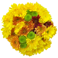 Giant Fall Big Bunch Mums (Colors May Vary)