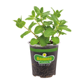 Bonnie Plants Sweet Mint Potted Plant