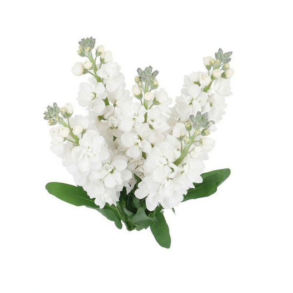 Stop & Shop D.I.Y. Stock White