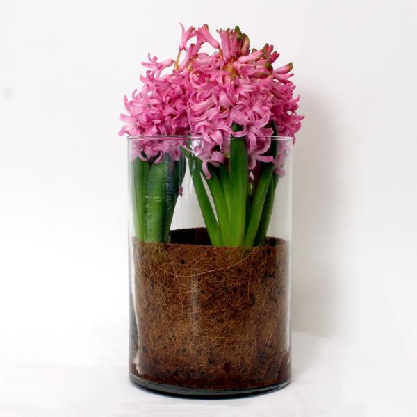 Hyacinth and Tulips in Glass Vase