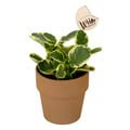 Wild Interiors Foliage Assorted