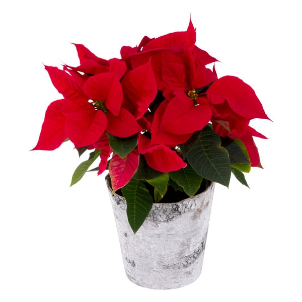 Giant Holiday Poinsettia Birch 6.5 Inch