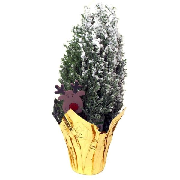 Ellwoodii Tree 4 Inch Pot