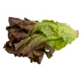 Organic Red Leaf Lettuce