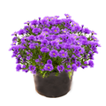 Hardy Aster 8 Inch