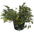 Ivy Plant Assorted 6 Inch