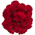 Giant Mini Carnations Red