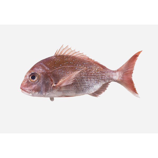 Giant Wild Snapper Whole Fresh