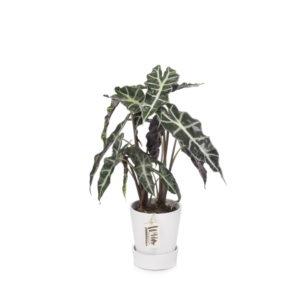 Wild Interiors Foliage in Ceramic 5 Inch (Assorted)