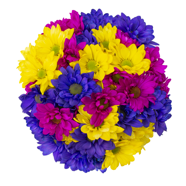 Tinted Daisies (Winter)