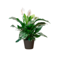 Premium Spath 6 Inch in Decorative Pot