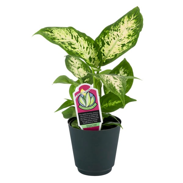 Foliage 4 Inch Pot (Assorted)