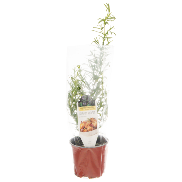 D.S. Cole Growers Potted Rosemaries of Tuscano