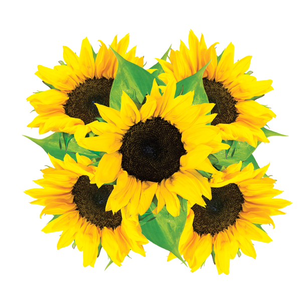Floridian Sunflowers