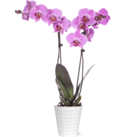 Orchard JAI 5 Inch Pot