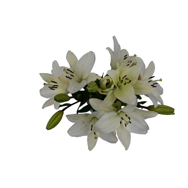D.I.Y. White LA Hybrid Lilies
