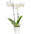 5 Inch Orchid in Ceramic Pot (Colors May Vary)