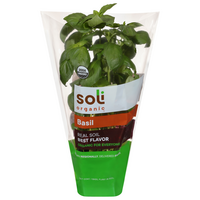 Soli Organic Basil Plant in Soil
