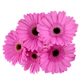 Large Gerbera (Colors May Vary)