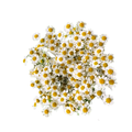 D.I.Y. Chamomile Bunch