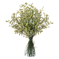 Our Brand Limonium Yellow