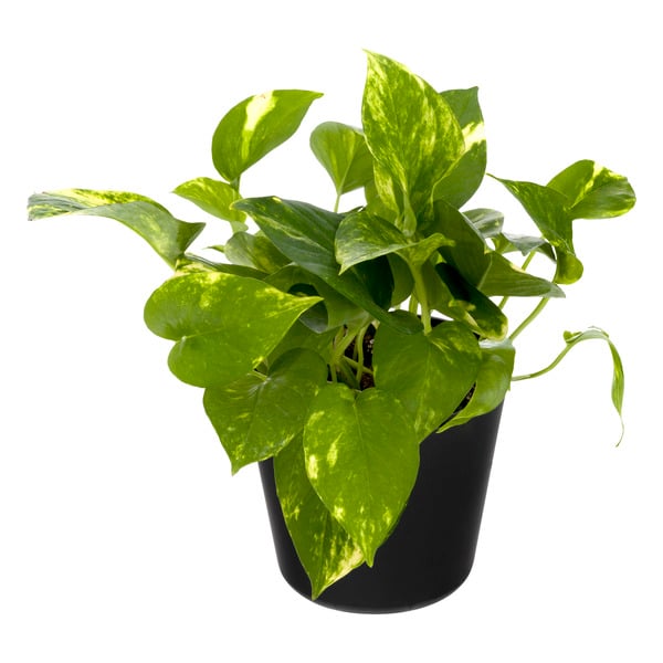 Pothos 6 Inch