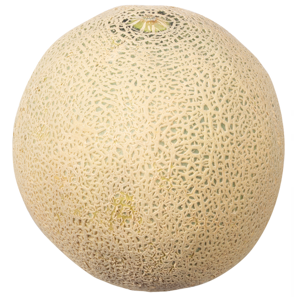 Persian Melon