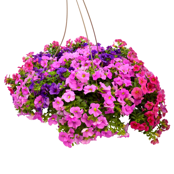 Blooming Hanging Basket (Assorted)